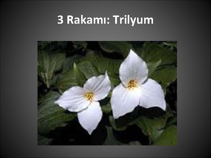 3 Rakamı: Trilyum 