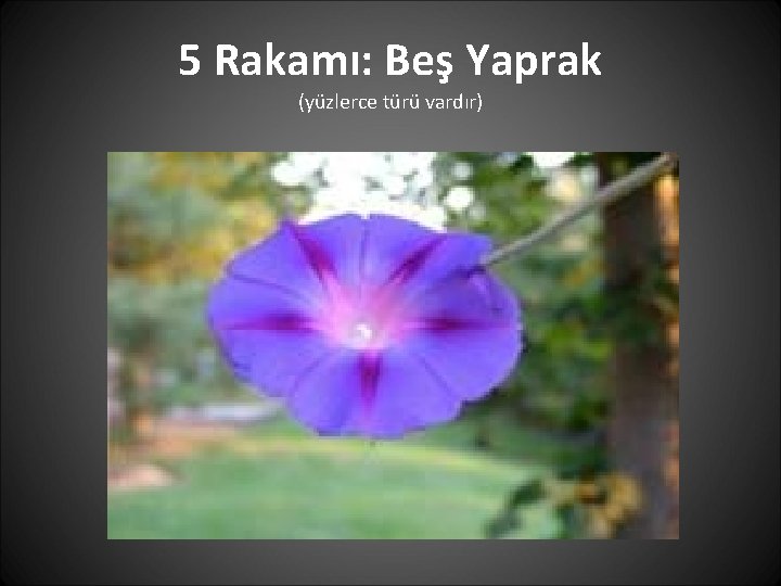 5 Rakamı: Beş Yaprak (yüzlerce türü vardır) 