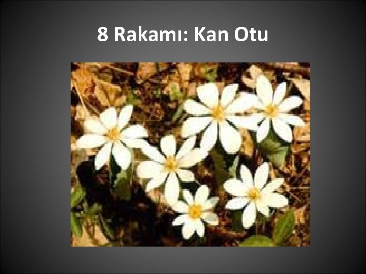 8 Rakamı: Kan Otu 