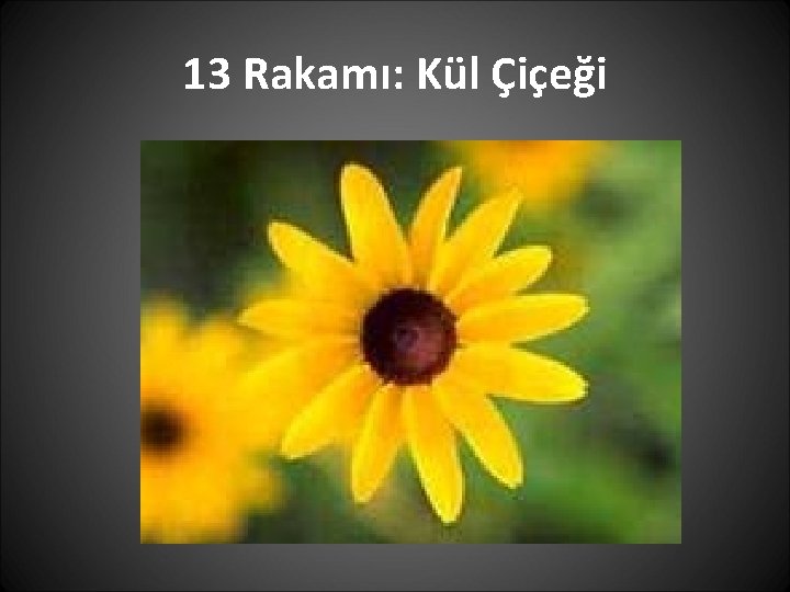 13 Rakamı: Kül Çiçeği 