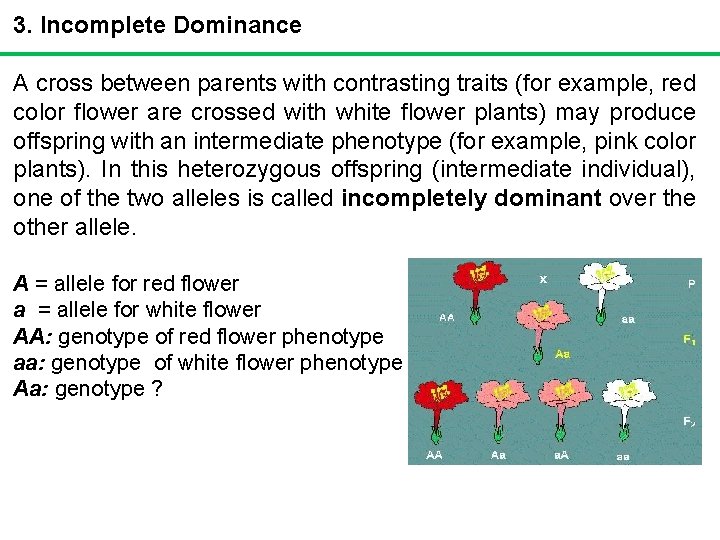 3. Incomplete Dominance A cross between parents with contrasting traits (for example, red color