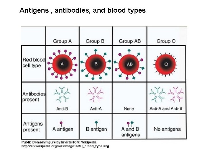 Antigens , antibodies, and blood types 
