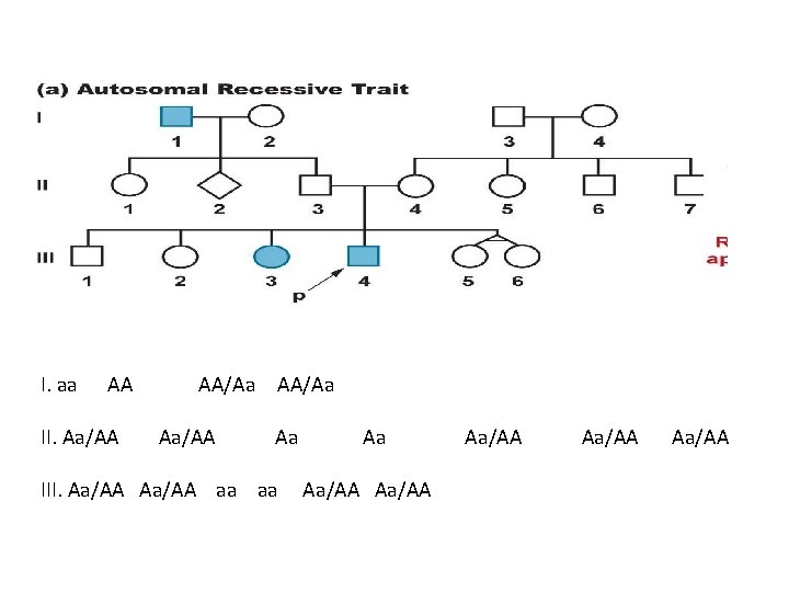 I. aa AA II. Aa/AA AA/Aa Aa III. Aa/AA aa aa Aa Aa/AA Aa/AA