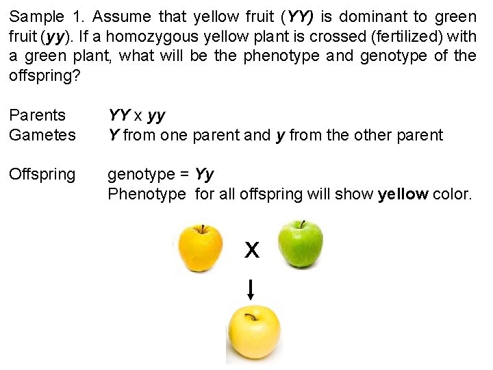 Sample 1. Assume that yellow fruit (YY) is dominant to green fruit (yy). If