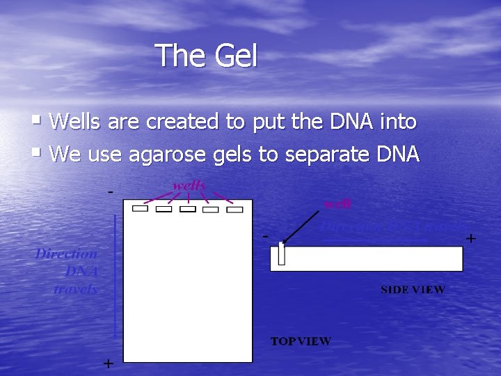 The Gel § Wells are created to put the DNA into § We use