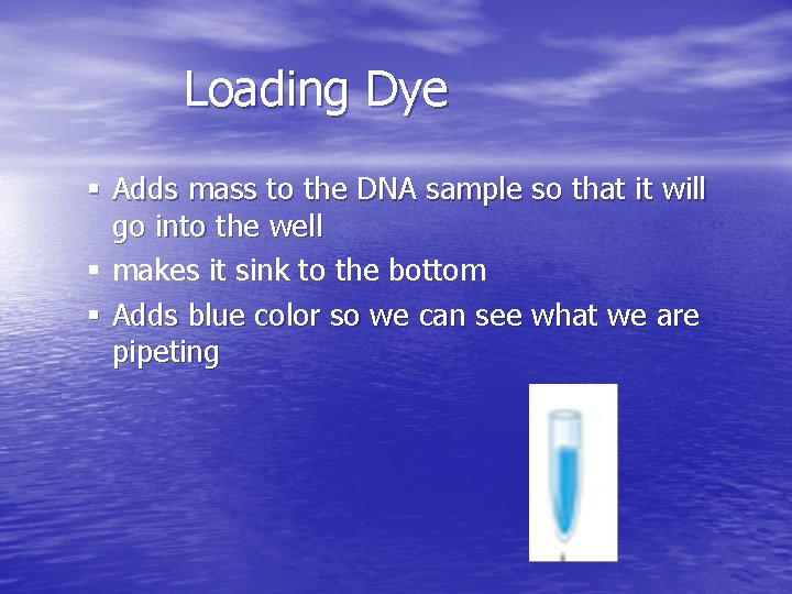 Loading Dye § Adds mass to the DNA sample so that it will go