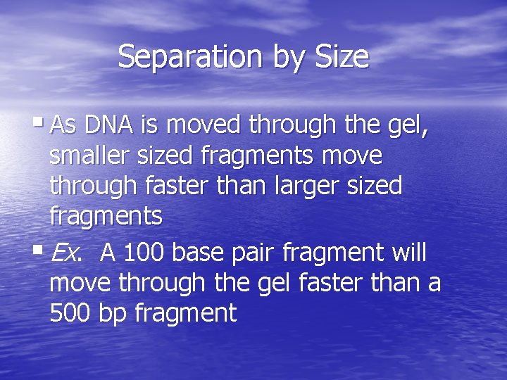 Separation by Size § As DNA is moved through the gel, smaller sized fragments