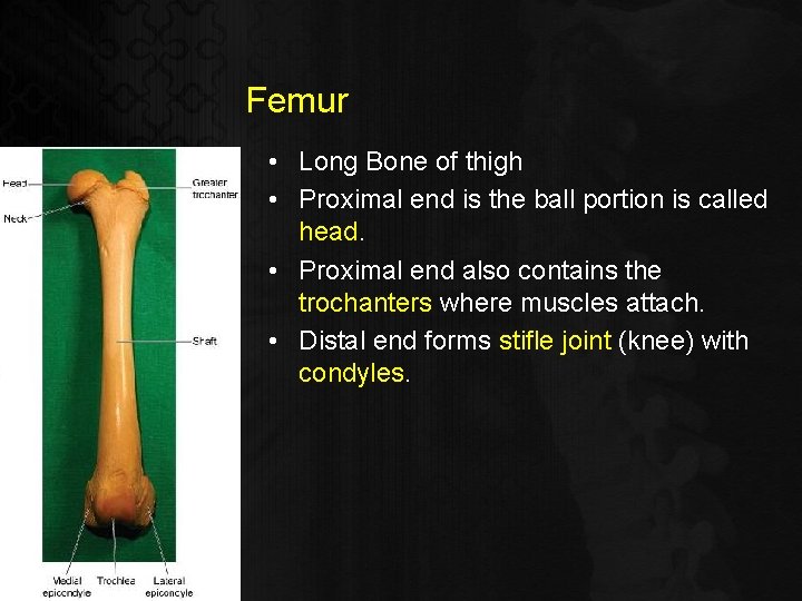Femur • Long Bone of thigh • Proximal end is the ball portion is