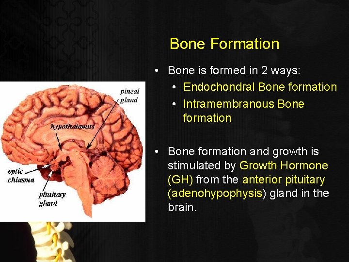 Bone Formation • Bone is formed in 2 ways: • Endochondral Bone formation •