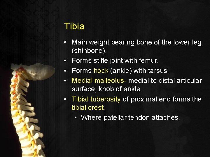 Tibia • Main weight bearing bone of the lower leg (shinbone). • Forms stifle