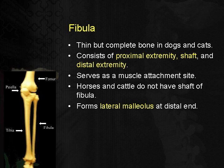 Fibula • Thin but complete bone in dogs and cats. • Consists of proximal