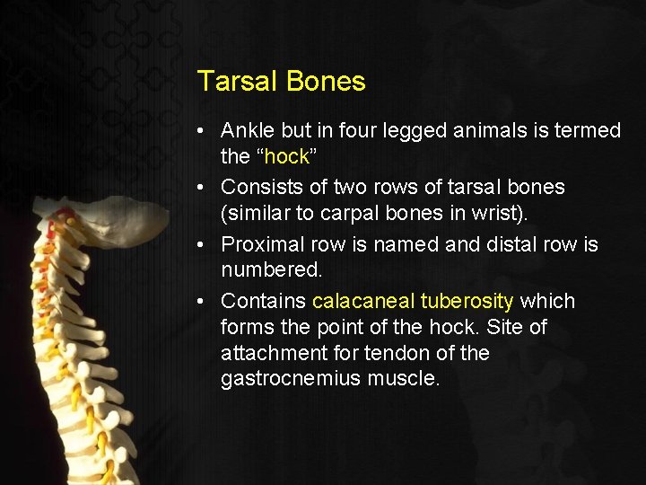 Tarsal Bones • Ankle but in four legged animals is termed the “hock” •