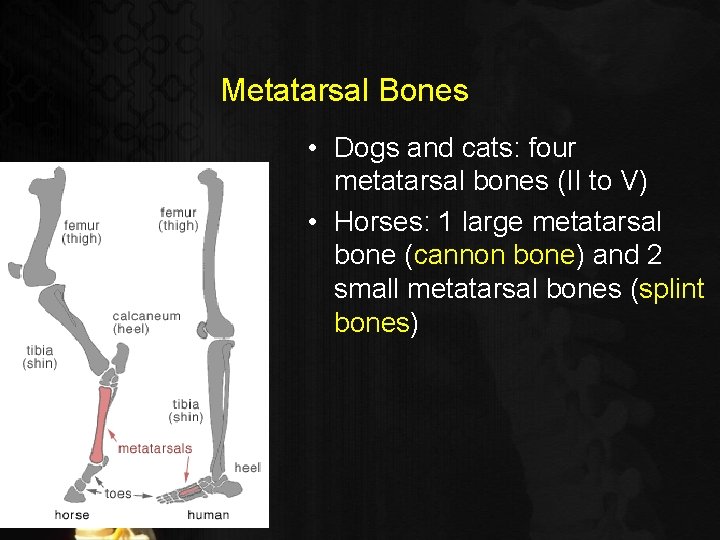Metatarsal Bones • Dogs and cats: four metatarsal bones (II to V) • Horses: