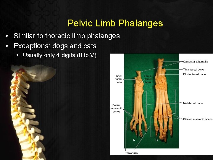Pelvic Limb Phalanges • Similar to thoracic limb phalanges • Exceptions: dogs and cats
