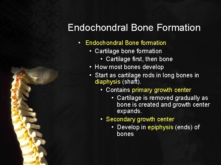 Endochondral Bone Formation • Endochondral Bone formation • Cartilage bone formation • Cartilage first,