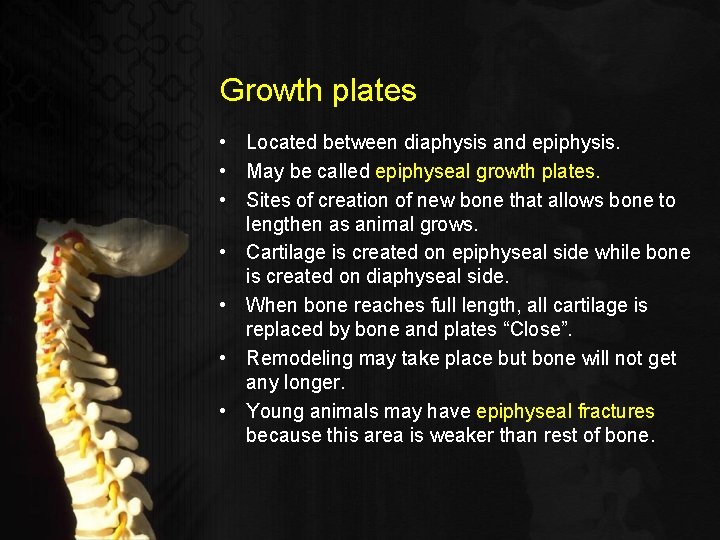 Growth plates • Located between diaphysis and epiphysis. • May be called epiphyseal growth