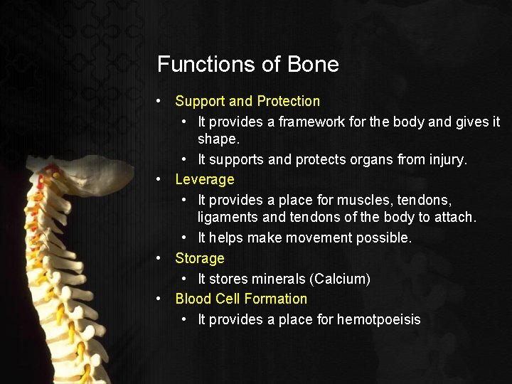 Functions of Bone • Support and Protection • It provides a framework for the