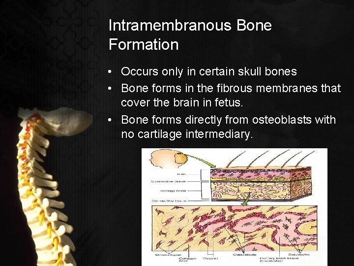 Intramembranous Bone Formation • Occurs only in certain skull bones • Bone forms in