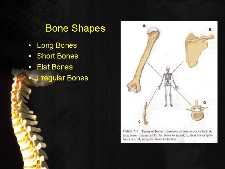 Bone Shapes • • Long Bones Short Bones Flat Bones Irregular Bones 
