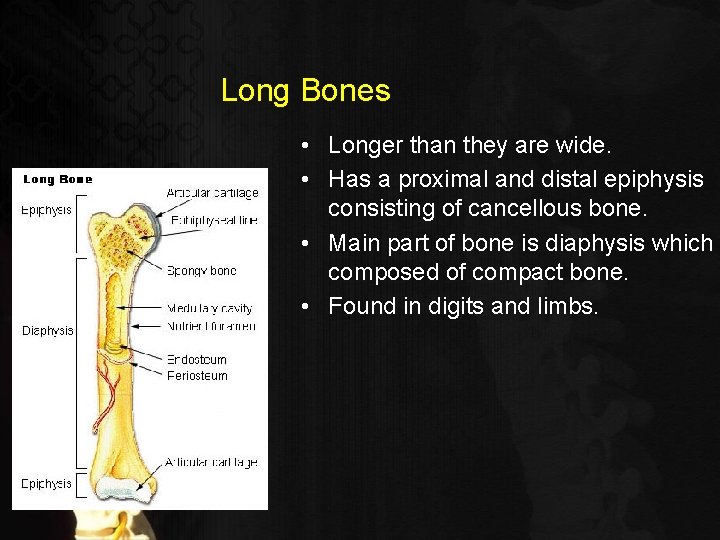 Long Bones • Longer than they are wide. • Has a proximal and distal