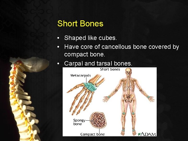 Short Bones • Shaped like cubes. • Have core of cancellous bone covered by