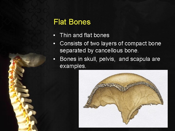 Flat Bones • Thin and flat bones • Consists of two layers of compact