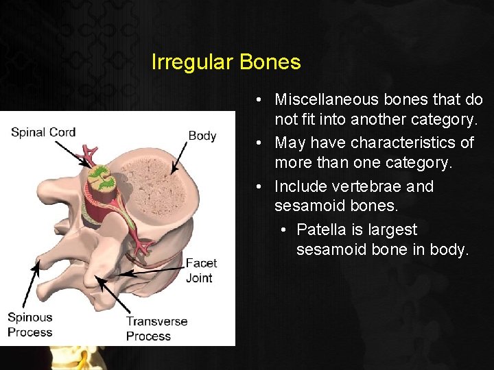 Irregular Bones • Miscellaneous bones that do not fit into another category. • May