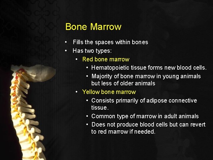 Bone Marrow • Fills the spaces within bones • Has two types: • Red