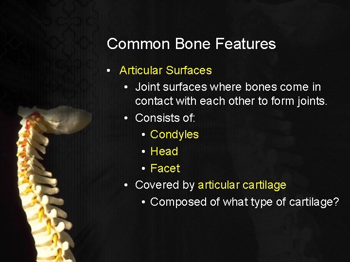 Common Bone Features • Articular Surfaces • Joint surfaces where bones come in contact