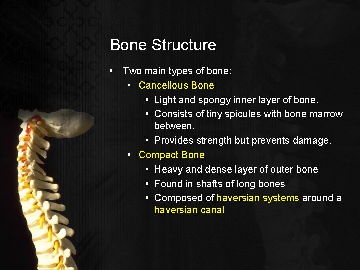 Bone Structure • Two main types of bone: • Cancellous Bone • Light and
