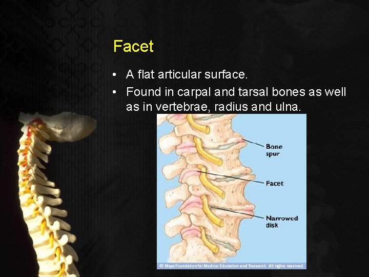 Facet • A flat articular surface. • Found in carpal and tarsal bones as