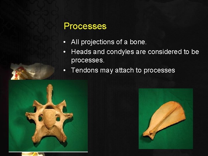 Processes • All projections of a bone. • Heads and condyles are considered to