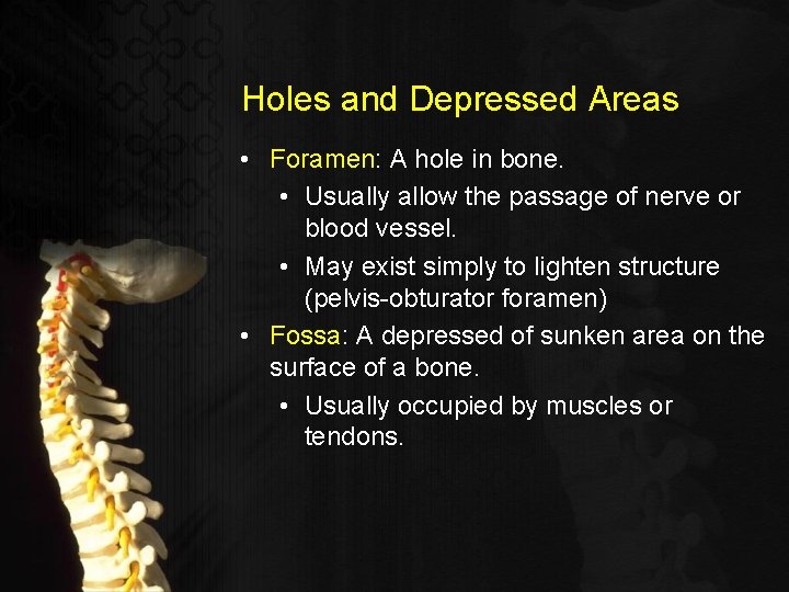 Holes and Depressed Areas • Foramen: A hole in bone. • Usually allow the