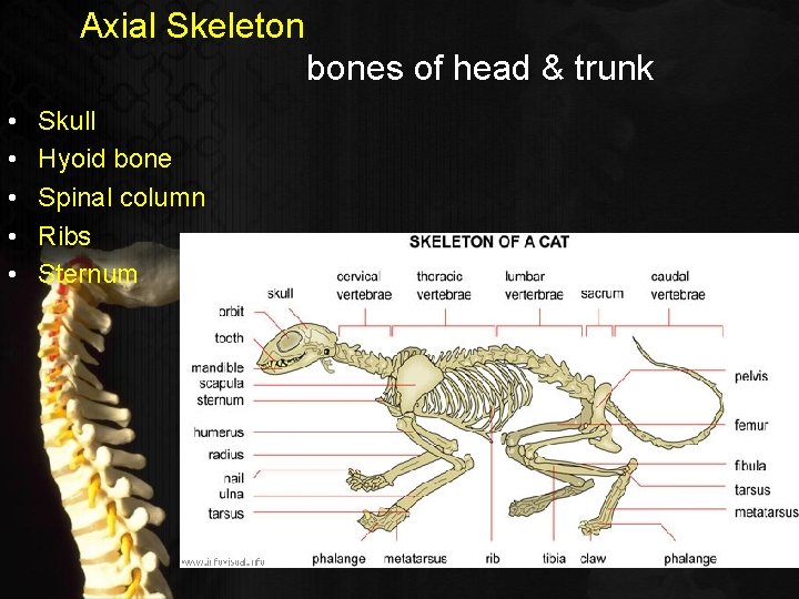 Axial Skeleton bones of head & trunk • • • Skull Hyoid bone Spinal