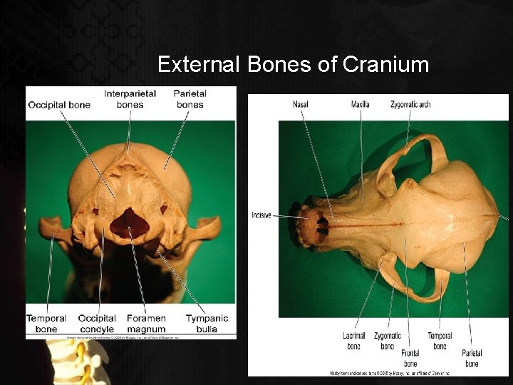 External Bones of Cranium 