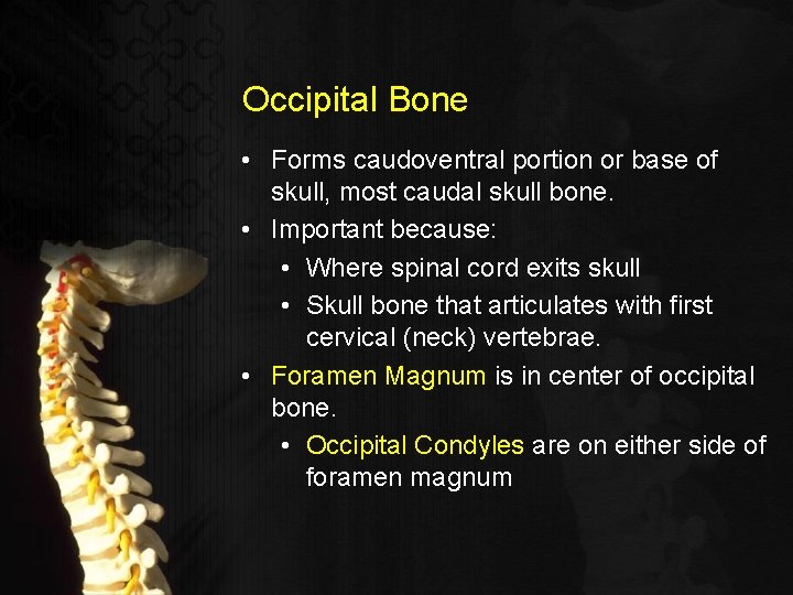 Occipital Bone • Forms caudoventral portion or base of skull, most caudal skull bone.