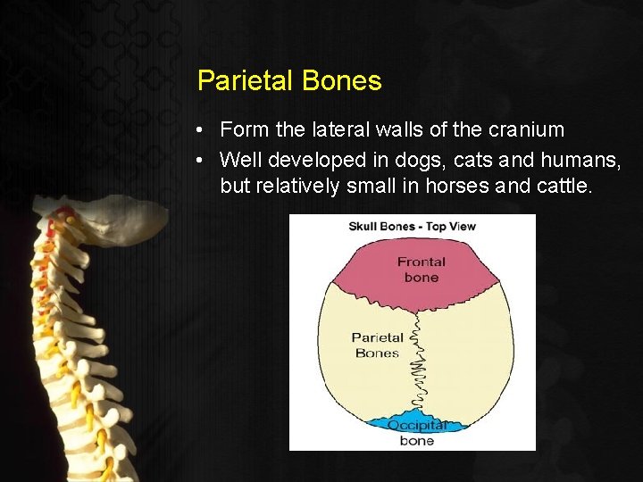 Parietal Bones • Form the lateral walls of the cranium • Well developed in