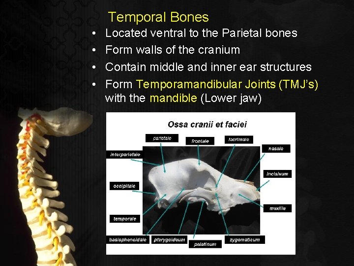 Temporal Bones • • Located ventral to the Parietal bones Form walls of the