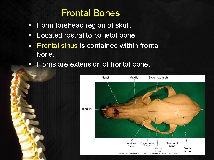 Frontal Bones • Form forehead region of skull. • Located rostral to parietal bone.