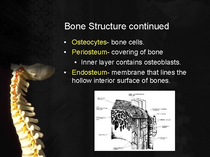 Bone Structure continued • Osteocytes- bone cells. • Periosteum- covering of bone • Inner