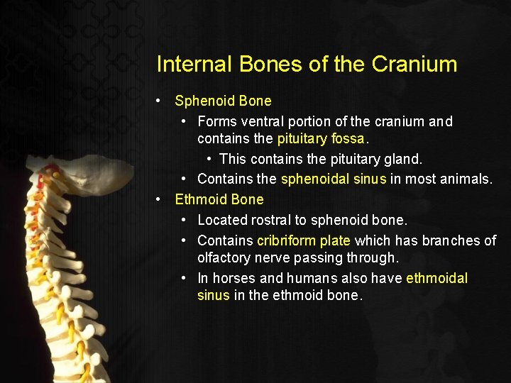 Internal Bones of the Cranium • Sphenoid Bone • Forms ventral portion of the