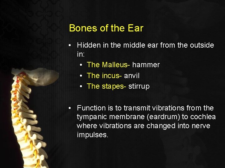 Bones of the Ear • Hidden in the middle ear from the outside in: