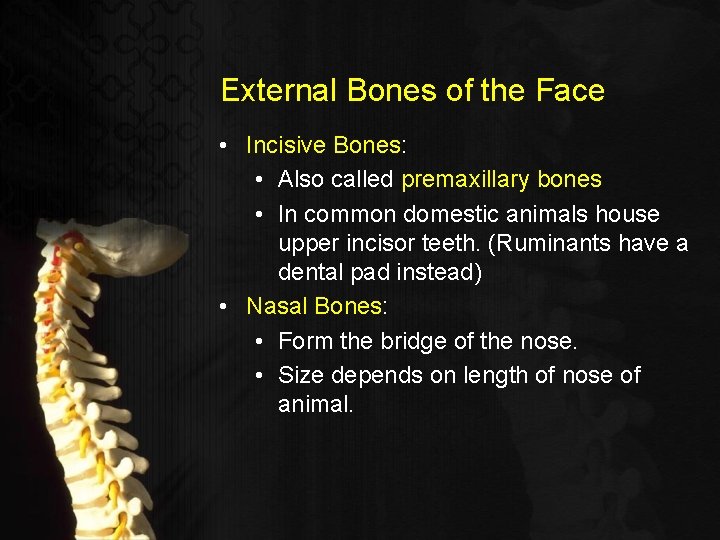 External Bones of the Face • Incisive Bones: • Also called premaxillary bones •