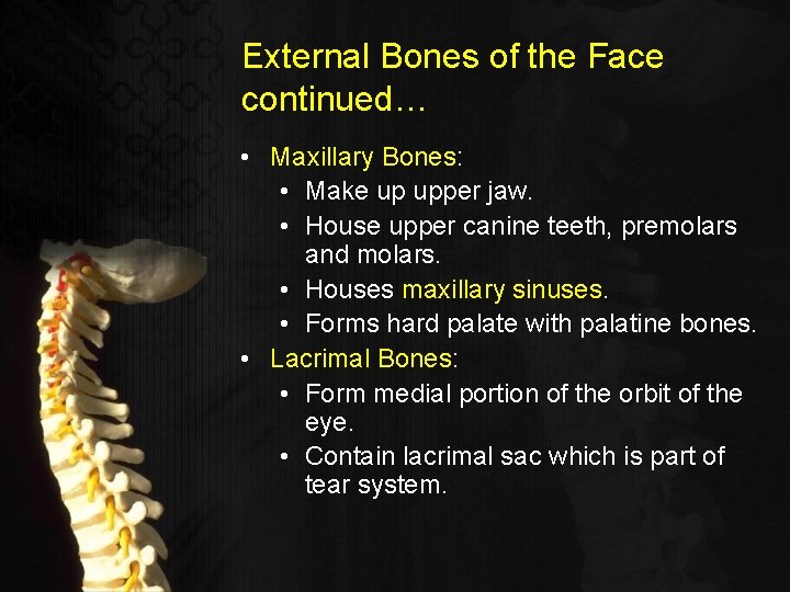 External Bones of the Face continued… • Maxillary Bones: • Make up upper jaw.