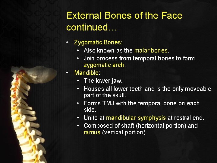External Bones of the Face continued… • Zygomatic Bones: • Also known as the
