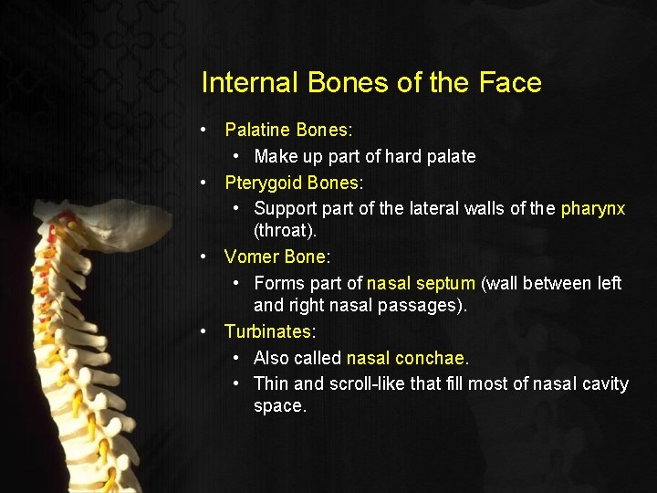 Internal Bones of the Face • Palatine Bones: • Make up part of hard