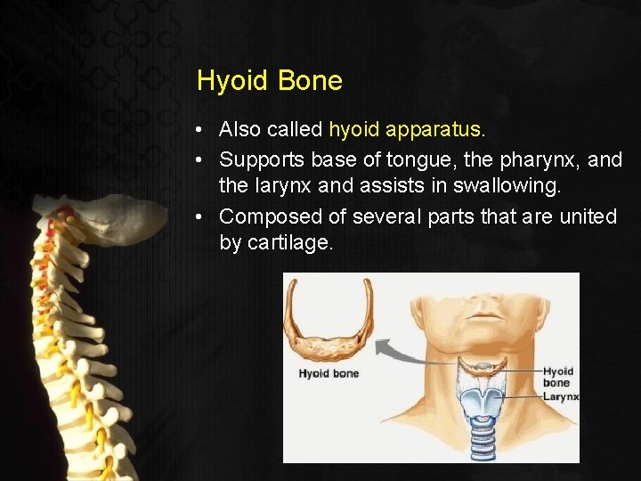 Hyoid Bone • Also called hyoid apparatus. • Supports base of tongue, the pharynx,