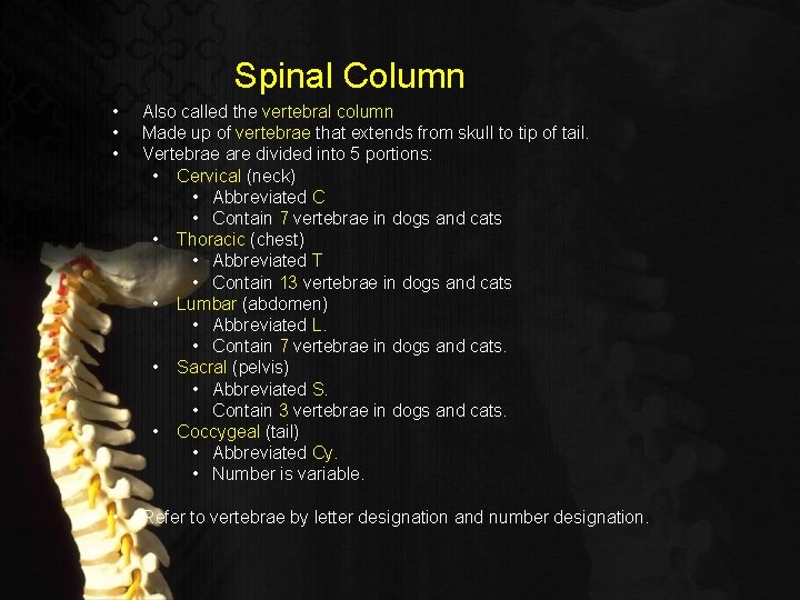 Spinal Column • • • Also called the vertebral column Made up of vertebrae
