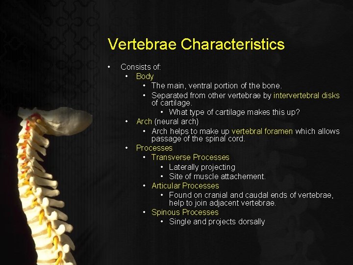 Vertebrae Characteristics • Consists of: • Body • The main, ventral portion of the