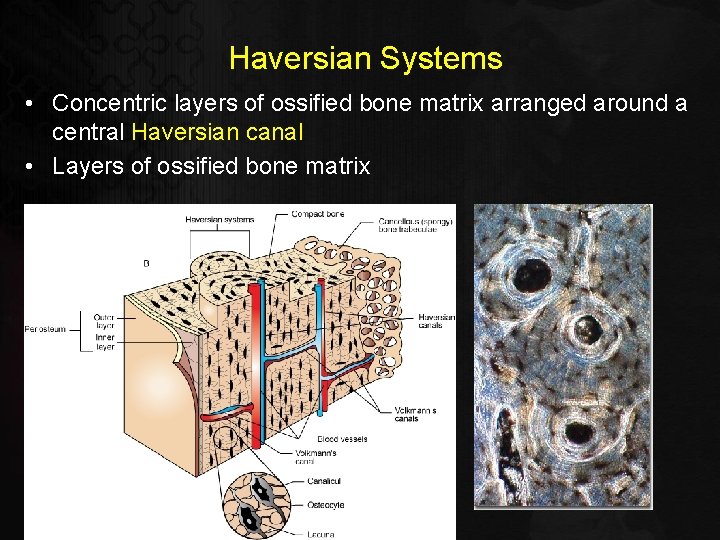 Haversian Systems • Concentric layers of ossified bone matrix arranged around a central Haversian